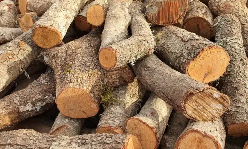 Montaña de Leña de encina barata