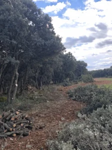 Gestion forestal Guadalajara