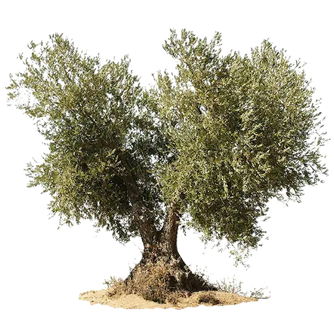 leña de olivo barata