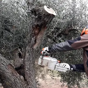 donde comprar leña de olivo