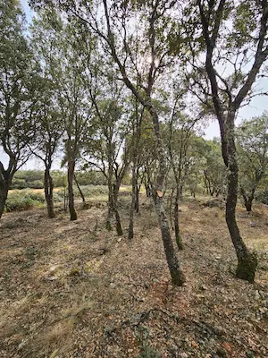 bosque gestionado en Madrid