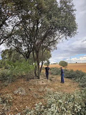 Leña cortada en Guadalajara y Madrid