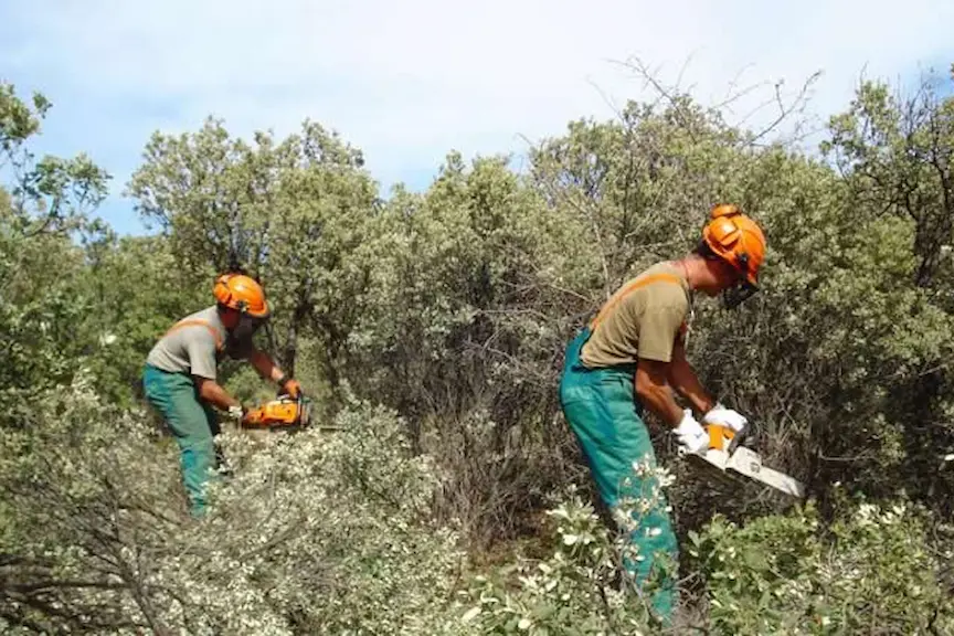 trabajos forestales el tejar